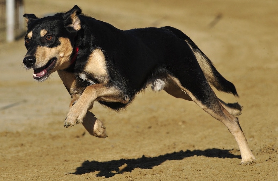 El perro Brusco.