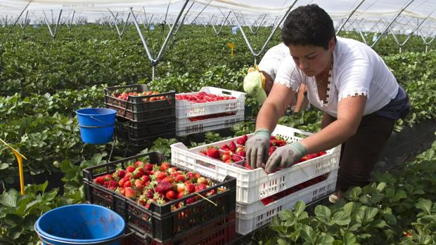 Recogiendo fresas.